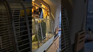 #안녕하세요 #아롱이 인사성 최고 #말하는앵무새 #아마…