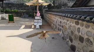 바람맞고 날아 올라~황조롱이의 비행