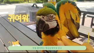 엄청난 매력의 앵무새 영상 모음