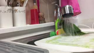 샤워를 즐기는 앵무새  마룬벨리드 코뉴어 초록이