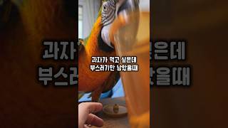 뚜껑을 열었는데 부스러기만 남아있어 당황한 앵무새가 보…