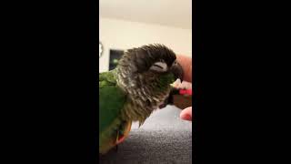 [그린칙코뉴어 Green cheek conure]K.B…