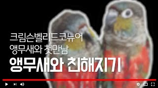코뉴어 앵무새와의 첫만남.느닷없이 울집에 온 앵무새와 친해지기