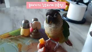 새키우기전 꼭보세요 1 #앵무새 #코뉴어