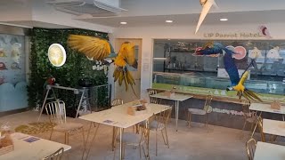 청금강이 앵무새 카페 못가는 이유....