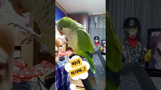 따라하지 말라고 막아서는 앵무새 #shorts