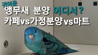 [앵무새입양]카페vs가정분양vs마트 어디서 분양받는 것…