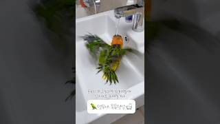 앵무새가 목욕하다 휘파람도불고 안녕이라고 인사도하네 #앵무새#앵무새키우기#카이큐#반려동물#반려조