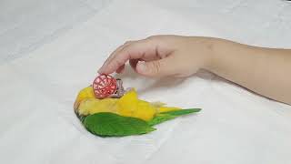 귀여운 카이큐 앵무새 키키의 공놀이 parrot cai…