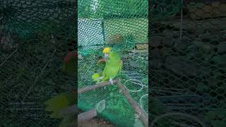 아마존 앵무새 모모                    …