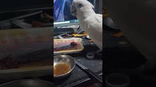 #잡식 #코카투 #소간 #듀컵코카투 #birds