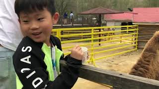 대전오월드 마운틴사파리 먹이주기 2탄