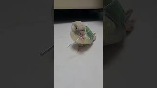 귀도 파주려는 사랑이:) #birds #코뉴어