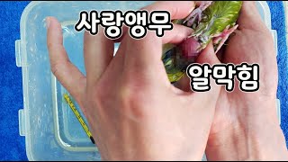 알을 낳지 못해 죽을 위기의 앵무새 긴급처치 [오브리더…