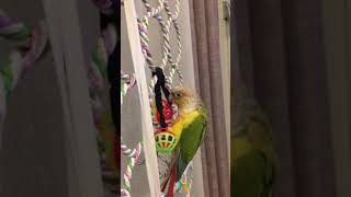 공놀이 하는 소망이(코뉴어)