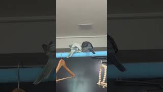 귀여운 뒷모습들 #두왕국야공주 #퀘이커앵무새