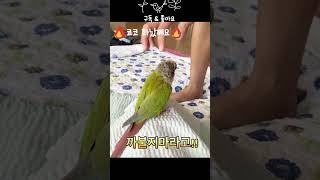 성깔있는 앵무새 코코#코뉴어앵무새 #birds #par…