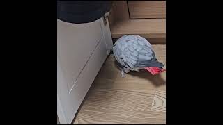 엄마 재채기 소리에 깜짝 놀란 붐이  #greyparrot #회색앵무 #반려동물 #회색앵무붐이 #붐이 #앵무새 #parrot #일상 #앵집사 #birds