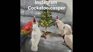 앵무새들의 크리스마스