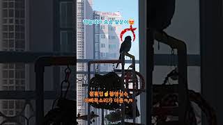 #앵무새 #블루오파린퀘이커 울하늘이 요즘부쩍 말을 많이하네요볼륨업ㅎㅎ