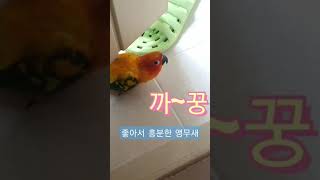 욕실도 좋고 집사랑 노는것도 좋고~ 신나서 흥분한 앵무…