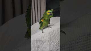 귀농귀촌 앵무새 놀아주기