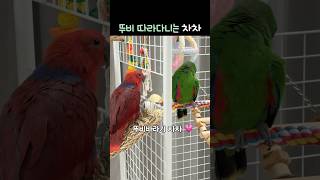 뚜비 따라다니는 차차 | 뚜비바라기            #뉴기니아#앵무새#뉴기니아앵무새#eclectus #eclectusparrot #parrot #birds #shorts
