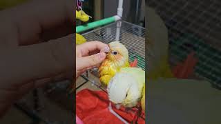 목욕후 쓰담쓰담~                     …