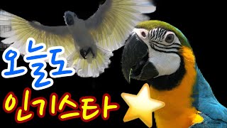 여자를 너무 좋아하는 앵무새 + 현실판 코카투 파우더