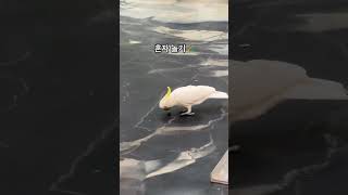 떨어진 나무공 가지고 노는 크림이 #parrot #bi…