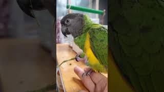 자꾸만 보게 되는 수리♡  #parrot #세네갈앵무 #앵무새 #반려동물