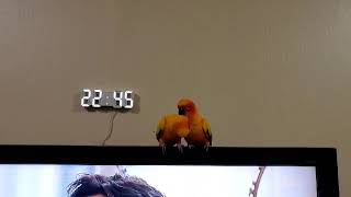 쿠쿠다스의 팬트하우스 3