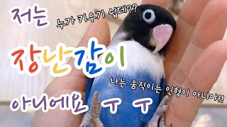 앵무새를 사지마세요. 가족처럼 입양해주세요. (소비자가 알아야 할 분양의 숨겨진 내용)