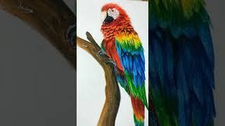 I drew a Green Winged Macaw. M…