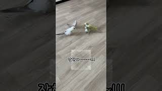 허구헌날 쌈박질 #퀘이커앵무새 #parrot