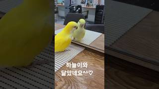 [김하늘] 하늘이와 닮은 너?@#하늘이 # 퀘이커 앵무# 말하는 앵무새 #구독 좋아요 