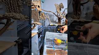 #birds #parrot #앵무새집사의일상 #썬코뉴어…