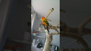 20170603 썬코 목청 체험(귀조심)