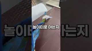 할리퀸마카우 루나  & 모란앵무 옹심이  안산 버드스팟