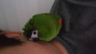 공서연(앵무새)한스마카우.뽐이 아빠와 일상 2020.1…