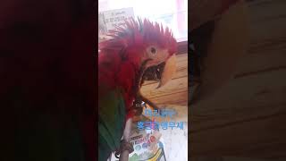 머리 긁는 홍금강앵무새
