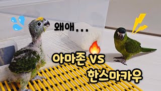 율리vs마로 율리목소리 #말하는앵무새 #한스마카우 #아…