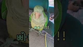이기적이지만 귀여운 앵무새 #퀘이커마리 #똥마리 #pe…