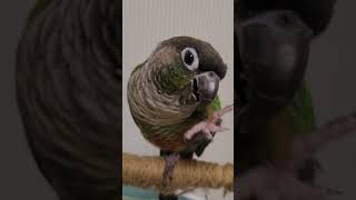 코뉴어  앵무새  먹방