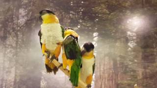 검은머리카이큐 Black Headed Caique