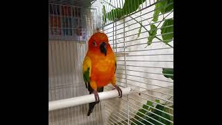 #shorts 썬코뉴어 앵무새 환타&amp;소다 일상 …