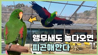 앵무새도 놀다오면 피곤해한다 (Eclectus Parrot)