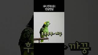 아빠 다이어트시키는 앵무새 #아빠살빼요 #아랑이 #parrot #아마존앵무새