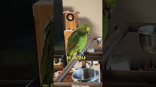 아마존 앵무새 아리 주변 사람 말 소리 다 따라 하네요…
