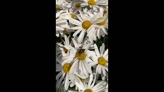 꿀벌교배현장목격